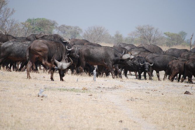 Okavango delta - Chobe Adventure 7 Nights/8 Days - Final Thoughts: Who Should Consider This Tour?