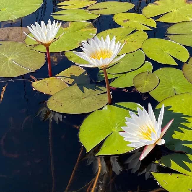 Okavango Delta: Full-Day Mokoro/Canoe Tour All-Inclusive - Limitations and Considerations