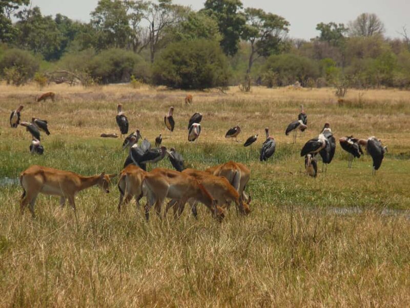 Okavango Delta: Tour with game drives & mokoro trips - Experiencing Botswana’s Okavango Delta: An In-Depth Review