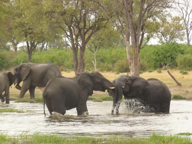 Okavango Delta: Tour with game drives & mokoro trips - Who Will Love This Tour?