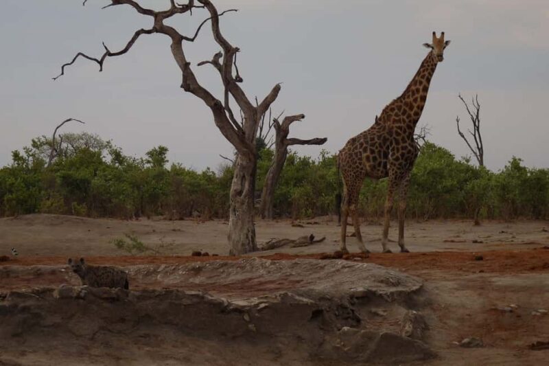Okavango Delta: Tour with game drives & mokoro trips - The Sum Up