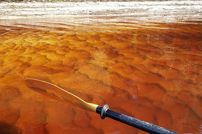 okefenokee-swamp-guided-kayak-tour-with-a-local-naturalist