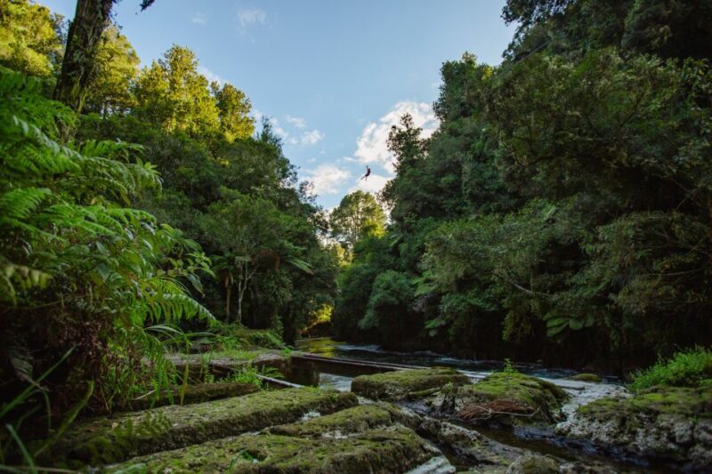 Okere Falls: Zipline over Waterfalls Experience - Reforestation and Environmental Impact