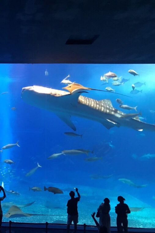 okinawa-aquarium-kouri-island-american-village-bus-tour