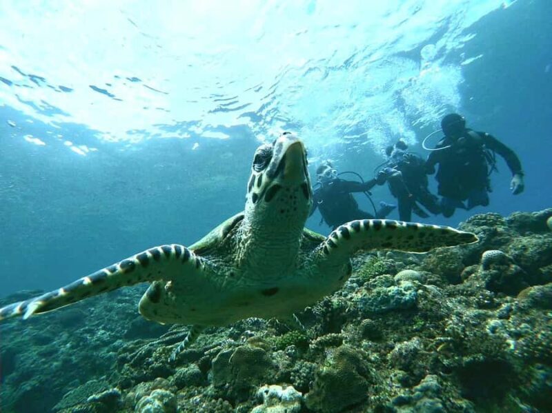 Okinawa BlueCaveIntroDiving in Onna village(free benefits) - What Is This Tour About?