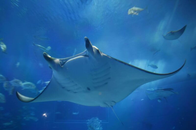 okinawa-bus-tour-to-churaumi-aquarium-with-sightseeing