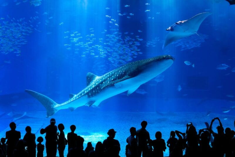 okinawa-bus-tour-to-churaumi-aquarium-with-sightseeing