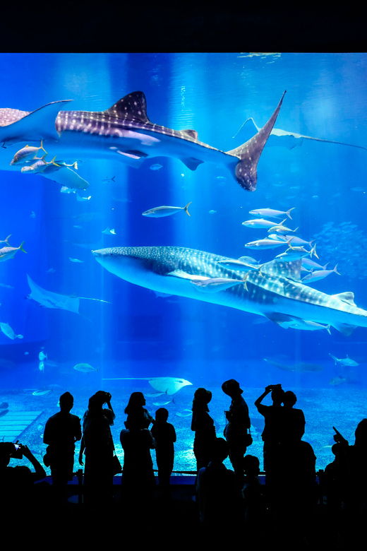 okinawa-bus-tour-to-churaumi-aquarium-with-sightseeing