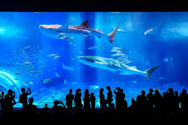 okinawa-bus-tour-to-churaumi-aquarium-with-sightseeing