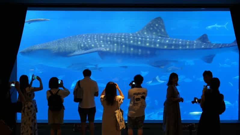okinawa-churaumi-aquarium-entry-ticket
