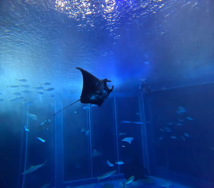 okinawa-churaumi-aquarium-entry-ticket