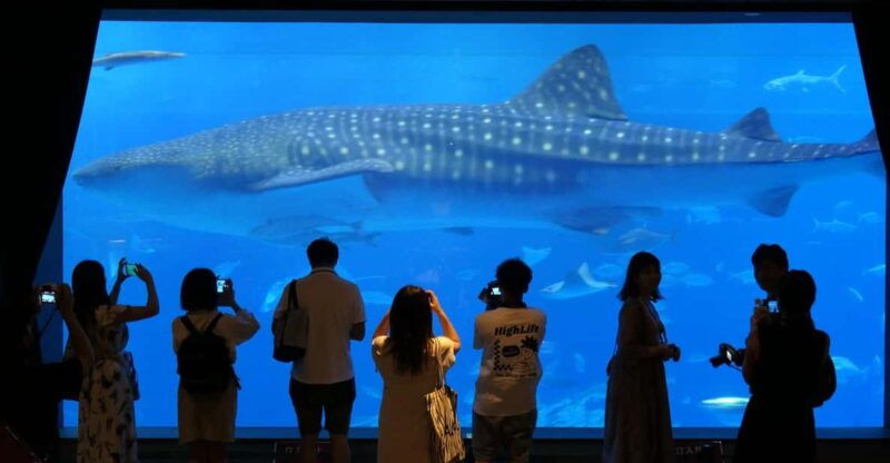 okinawa-churaumi-aquarium-entry-ticket