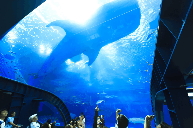 okinawa-churaumi-aquarium-entry-ticket