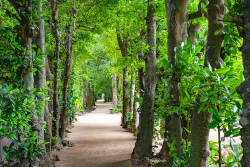 Okinawa: Churaumi Aquarium, Manzamo, Kouri Island Tour - A full breakdown of the tour experience