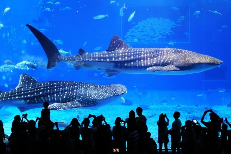 okinawa-churaumi-aquarium-ryukyu-village-manza-cape-tour