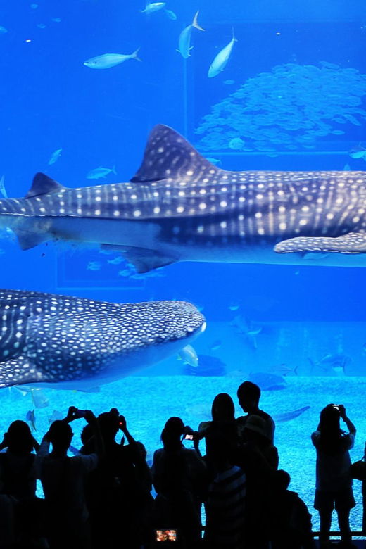 okinawa-churaumi-aquarium-ryukyu-village-manza-cape-tour