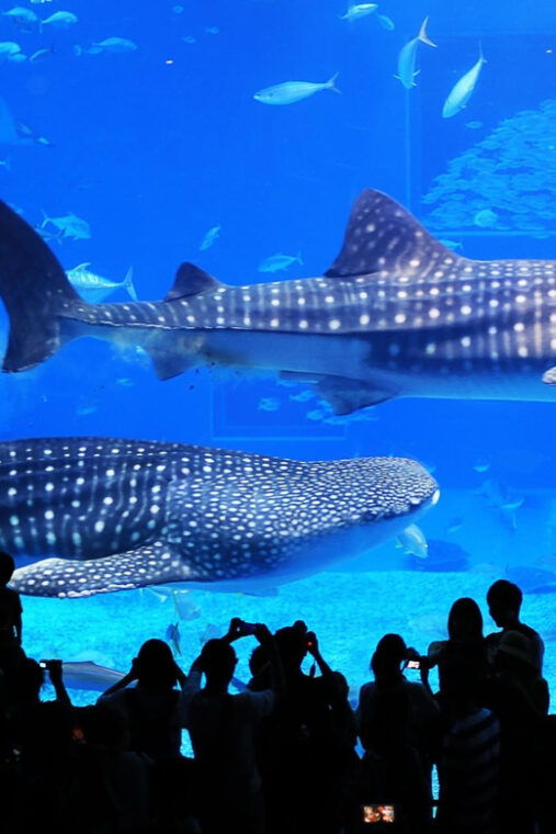 okinawa-churaumi-aquarium-ryukyu-village-manza-cape-tour