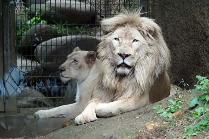 Okinawa City: Zoo and Museum Guided Tour with Transfer - Discover Okinawa’s Zoo and Museum Guided Tour with Transfer