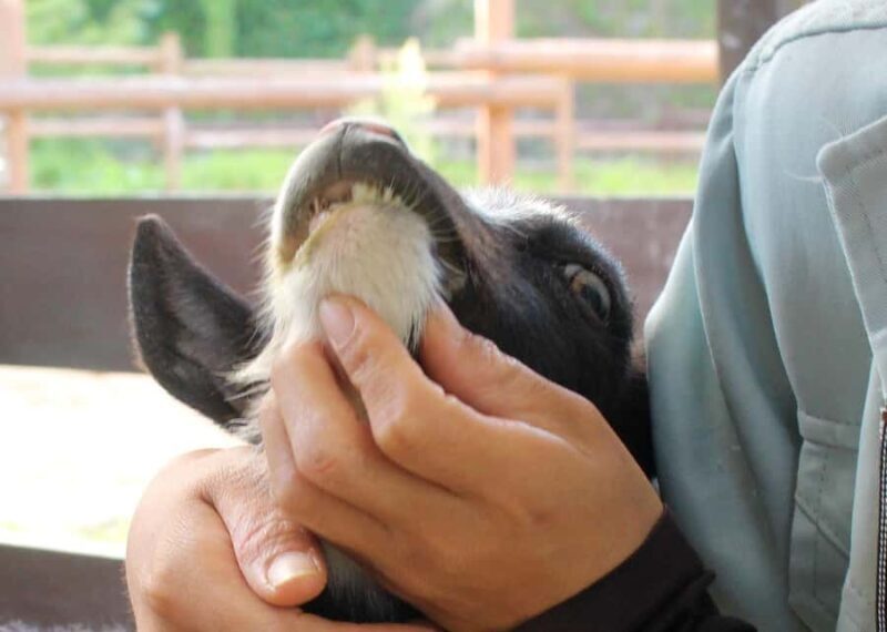 Okinawa City: Zoo and Museum Guided Tour with Transfer - Who will love this tour?