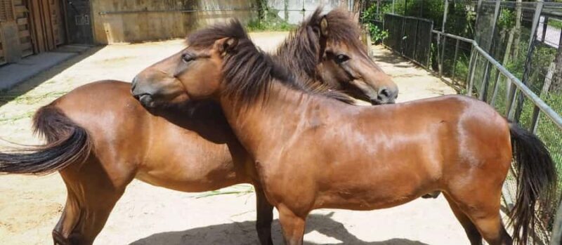 Okinawa City: Zoo and Museum Guided Tour with Transfer - Final Thoughts