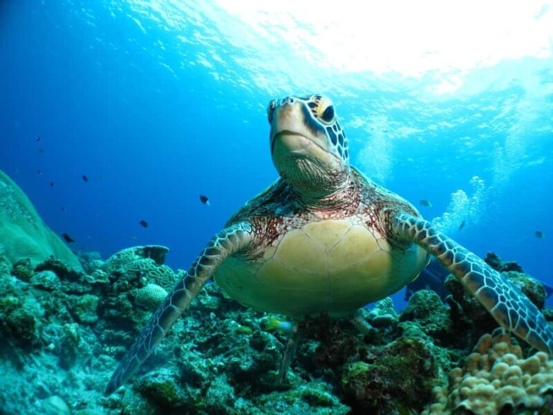 Okinawa: From Naha Full-Day Kerama Islands Snorkeling Tour - FAQs About the Okinawa Kerama Islands Snorkeling Tour