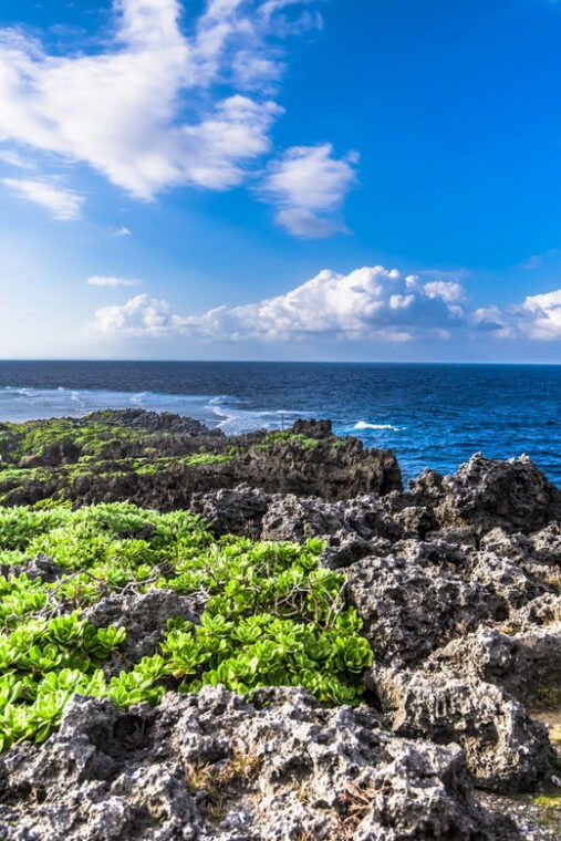 okinawa-full-day-bus-tour-to-yanbaru-national-park