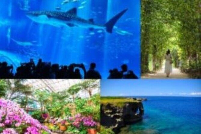 Okinawa Hip-hop Bus B - 2 Course Tour (Okinawa Churaumi Aquarium) - A Full Breakdown of the Okinawa Hip-hop Bus B Tour