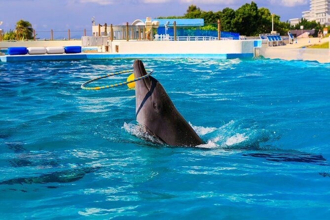 okinawa-hip-hop-bus-b-course-tour-okinawa-churaumi-aquarium