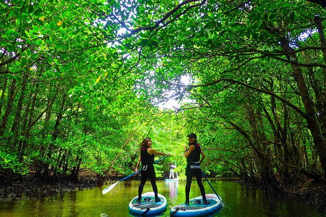 okinawa-iriomote-mangrove-sup-or-canoe-tour