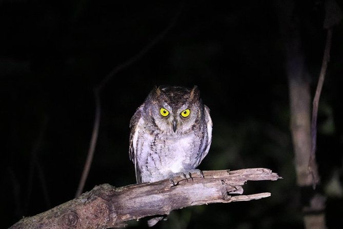 okinawa-iriomote-night-adventure-tour