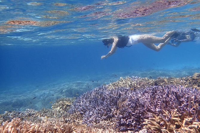okinawa-iriomote-snorkeling-tour-at-coral-island
