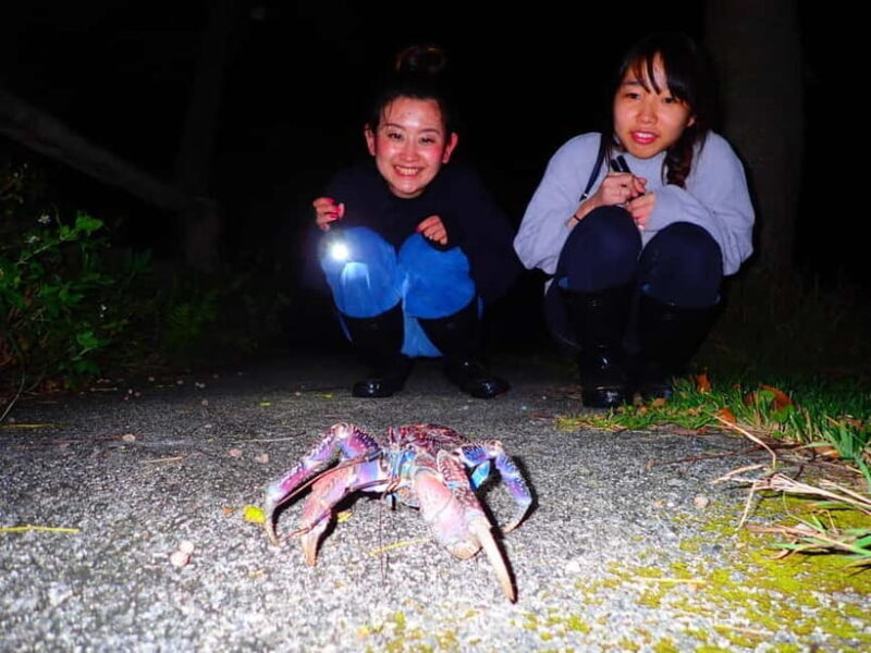 Okinawa Iriomotejima Night Adventure Tour - What Makes This Tour Special?