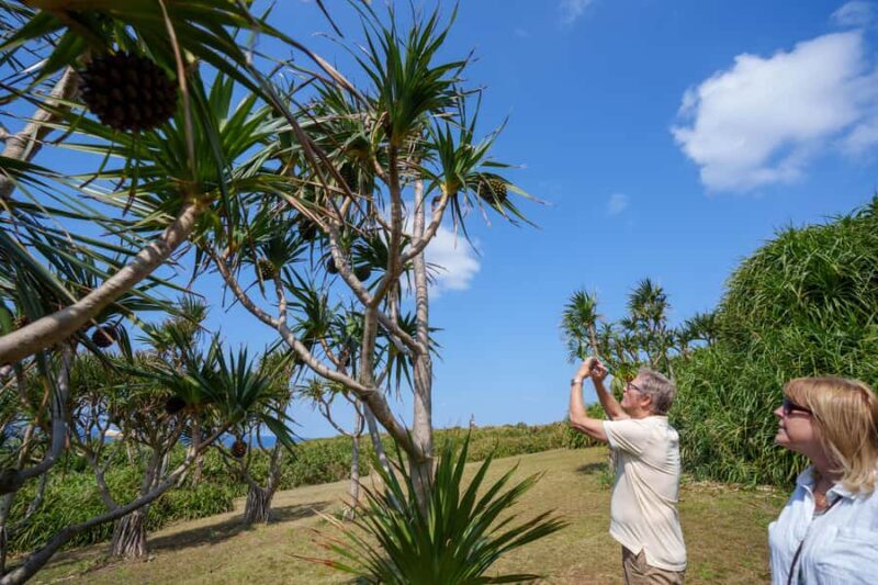 Okinawa Ishigaki Island Private Tour - The Guide: More Than Just a Driver