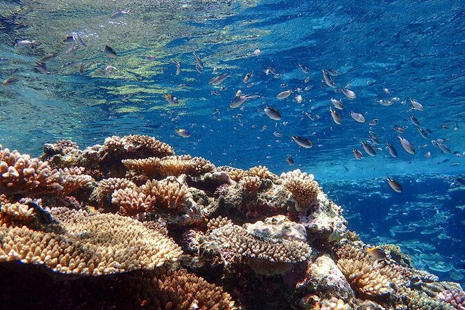 okinawa-ishigaki-kabira-bay-sup-or-canoe-and-blue-cave-snorkeling