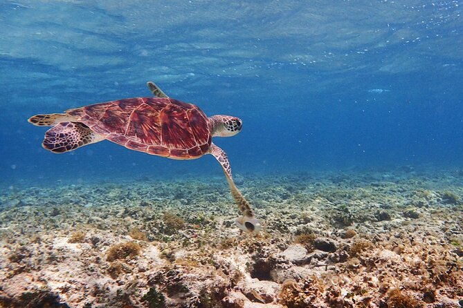 okinawa-ishigaki-kabira-bay-sup-or-canoe-and-blue-cave-snorkeling
