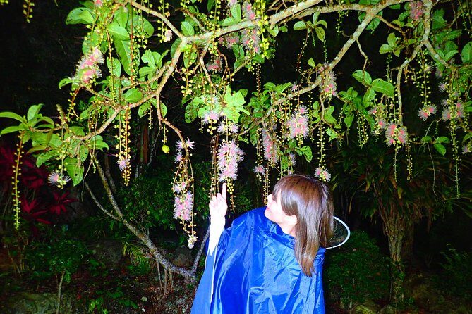 Okinawa Ishigaki Sagaribana Watching Tour June to August only - What is the Sagaribana Watching Tour?