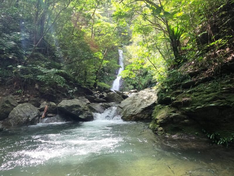 Okinawa: Jungle Trails & Waterfalls Native-English Private - Key Points