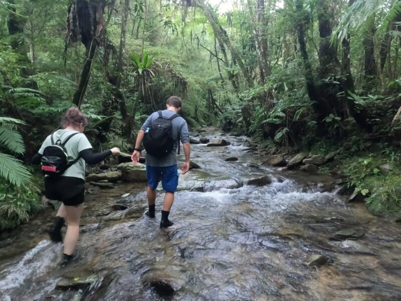 Okinawa: Jungle Trails & Waterfalls Native-English Private - What Makes This Tour Special?
