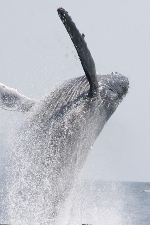 okinawa-kerama-tokashiki-island-and-whale-watching-tour