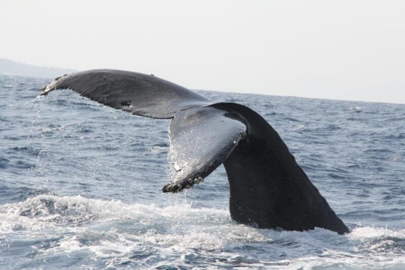 okinawa-kerama-tokashiki-island-and-whale-watching-tour