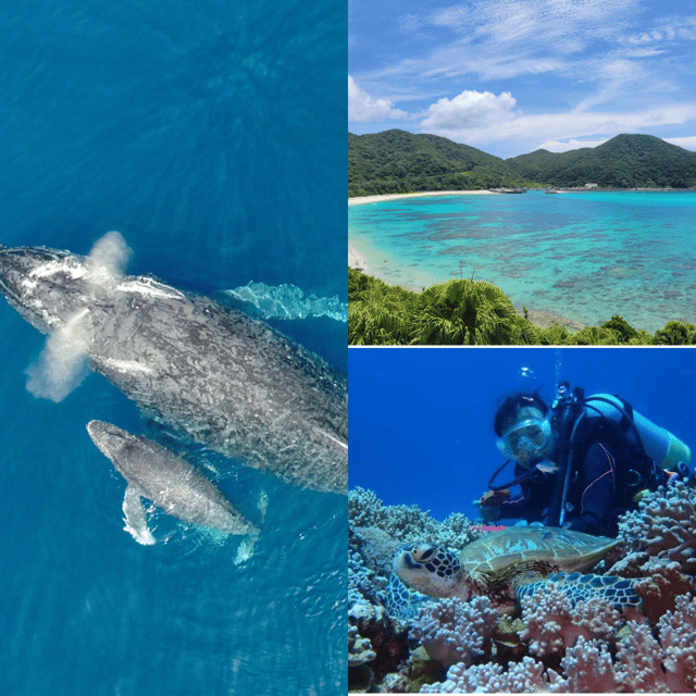 okinawa-kerama-tokashiki-island-and-whale-watching-tour