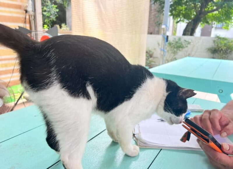 Okinawa : Let's play with cats and have lunch! at Ufuyaa - What Makes the Ufuyaa Experience Special
