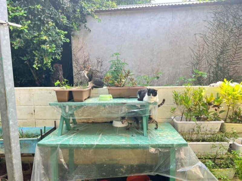 Okinawa : Let's play with cats and have lunch! at Ufuyaa - The Practical Details