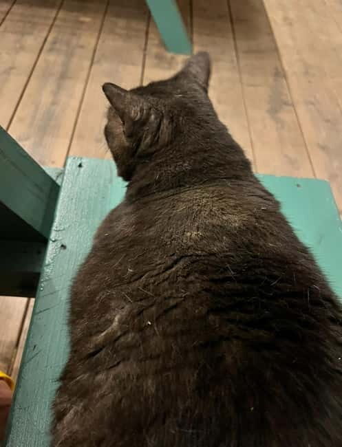 Okinawa : Let's play with cats and have lunch! at Ufuyaa - Final Thoughts