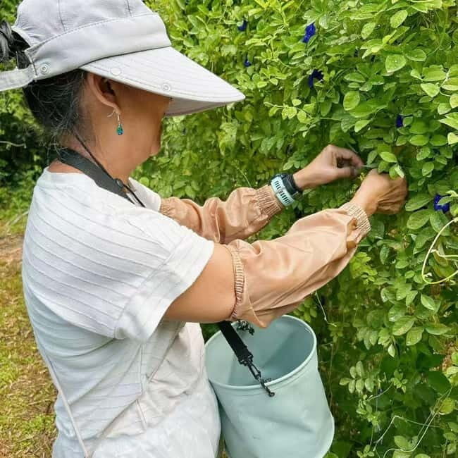 Okinawa: Making Traditional Seasoning 'Kusu' with Lunch - Exploring the Kusu-Making Experience