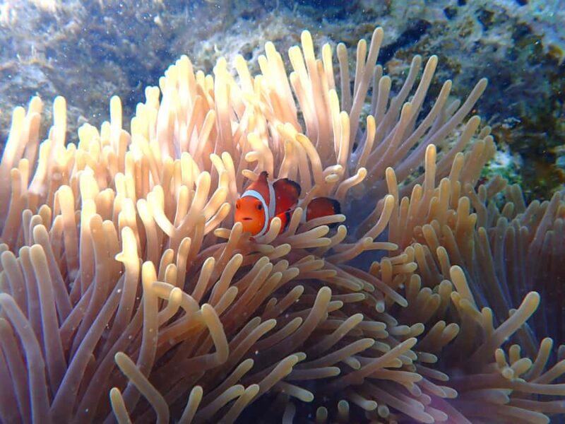 Okinawa MarinSportsSeaWalk in Onna village (free benefits) - The Itinerary: What to Expect from Start to Finish