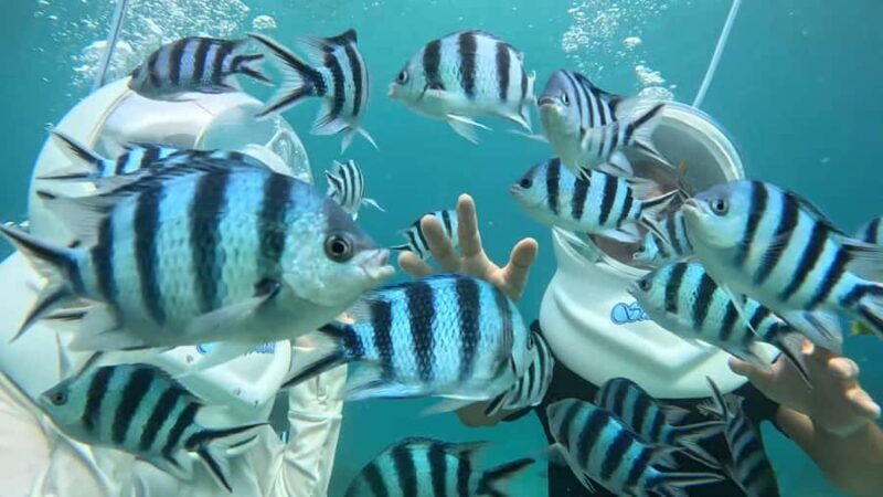 Okinawa MarinSportsSeaWalk in Onna village (free benefits) - The Real Value: Why This Tour Stands Out