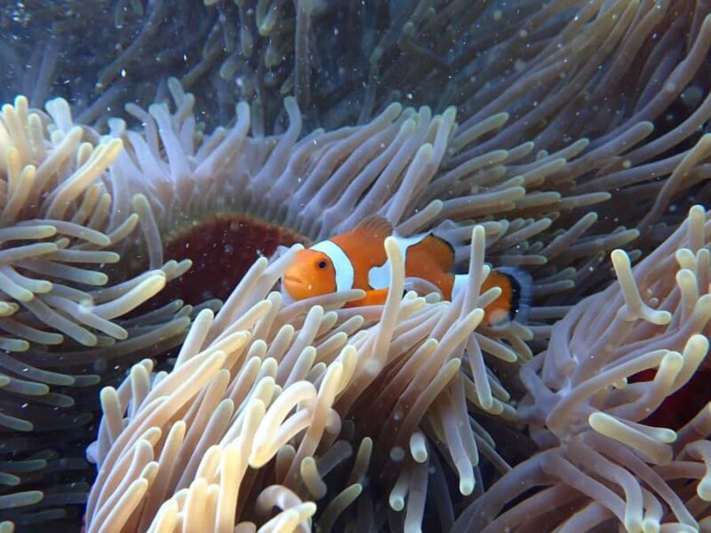 Okinawa MarinSportsSeaWalk in Onna village (free benefits) - Who Will Love This Experience?