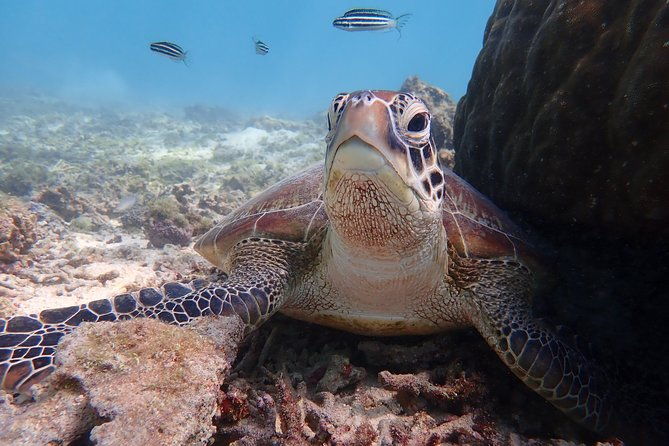 okinawa-miyako-beach-sup-or-canoe-and-sea-turtle-snorkeling