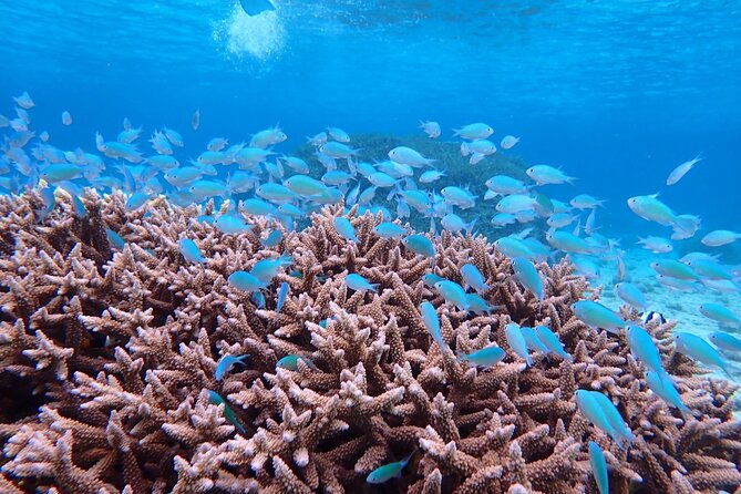 okinawa-miyako-beach-sup-or-canoe-and-tropical-snorkeling
